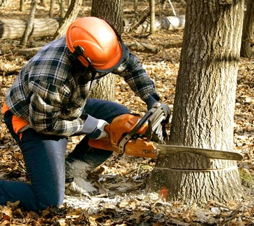 Tree Removal in Kingfield, ME